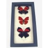 Red Heart Butterfly Collection Real Framed Butterflies Set Taxidermy Display