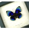 Rare Blue Butterfly Agrias beatifica lachaumei Framed Peru Display
