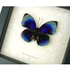 Rare Blue Butterfly Agrias beatifica lachaumei Framed Peru Display