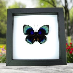 Rare Blue Butterfly Agrias beatifica lachaumei Framed Taxidermy Classic Black Display
