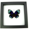 Rare Blue Butterfly Agrias beatifica lachaumei Framed Taxidermy Classic Black Display