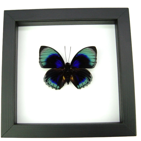 Rare Blue Butterfly Agrias beatifica lachaumei Framed Taxidermy Classic Black Display