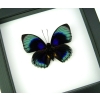 Rare Blue Butterfly Agrias beatifica lachaumei Framed Taxidermy Classic Black Display