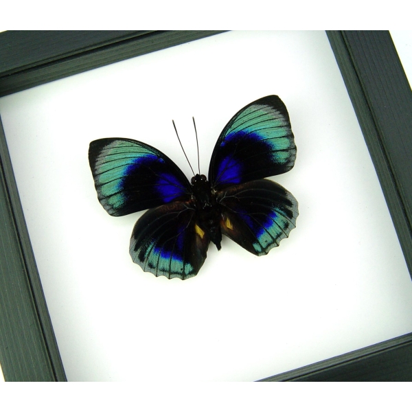 Rare Blue Butterfly Agrias beatifica lachaumei Framed Taxidermy Classic Black Display