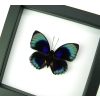Rare Blue Butterfly Agrias beatifica lachaumei Framed Taxidermy Classic Black Display