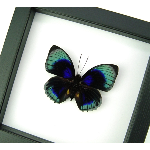 Rare Blue Butterfly Agrias beatifica lachaumei Framed Taxidermy Classic Black Display