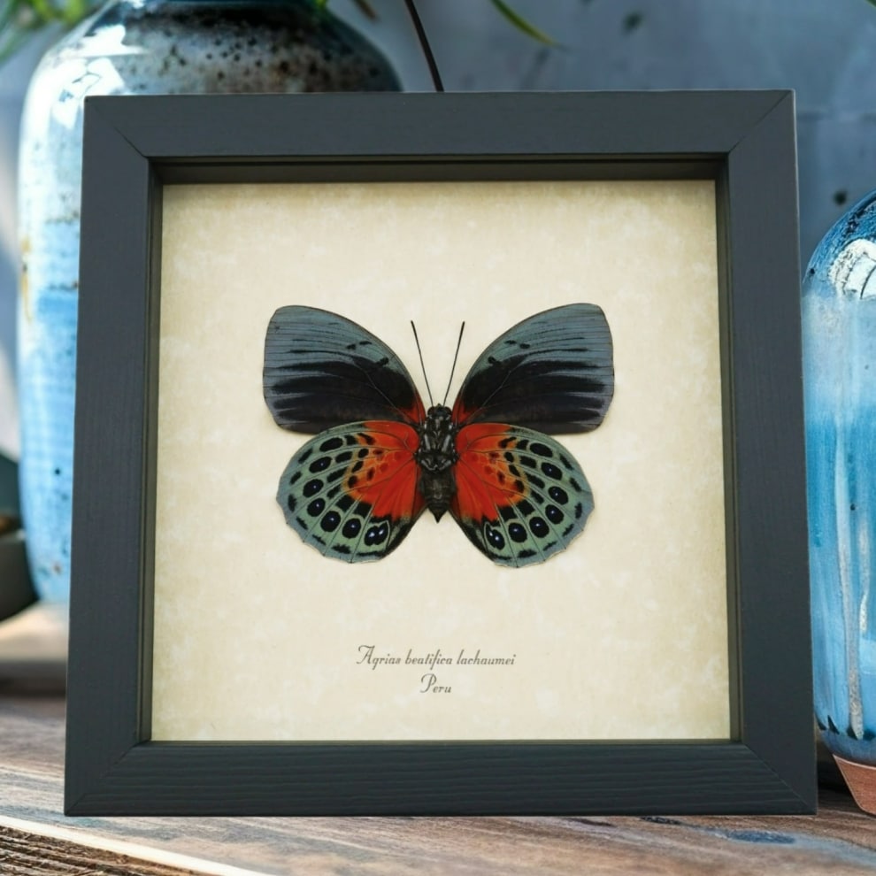 Rare Blood Red Butterfly Agrias beatifica lachaumei Female Verso Framed Taxidermy Display