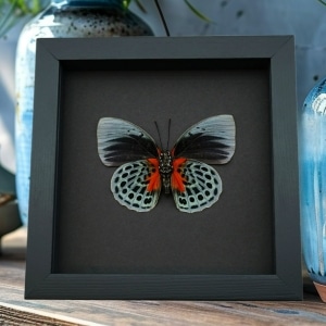 Rare Blood Red Butterfly Agrias beatifica lachaumei Female Verso Framed Taxidermy Moonlight Display