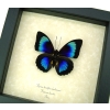 Rare Electric Blue Green Hybrid Butterfly Agrias beatifica lachaumei Prepona laertes Framed Display