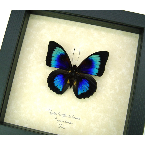 Rare Electric Blue Green Hybrid Butterfly Agrias beatifica lachaumei Prepona laertes Framed Display