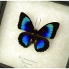 Rare Electric Blue Green Hybrid Butterfly Agrias beatifica lachaumei Prepona laertes Framed Display