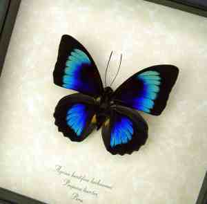 Rare Electric Blue Green Hybrid Butterfly Agrias beatifica lachaumei Prepona laertes Framed Display
