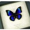 Rare Electric Blue Green Hybrid Butterfly Framed Taxidermy Display