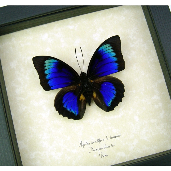 Rare Electric Blue Green Hybrid Butterfly Framed Taxidermy Display