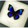 Rare Electric Blue Green Hybrid Butterfly Framed Taxidermy Display