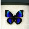 Rare Electric Blue Green Hybrid Butterfly Framed Taxidermy Display