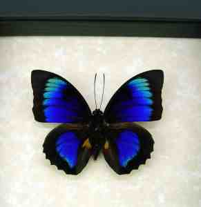 Rare Electric Blue Green Hybrid Butterfly Framed Taxidermy Display