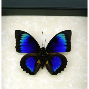 Rare Electric Blue Green Hybrid Butterfly Framed Taxidermy Display