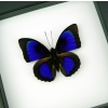 Rare Electric Blue Hybrid Butterfly Agrias beatifica lachaumei Prepona laertes Framed Classic Black Display