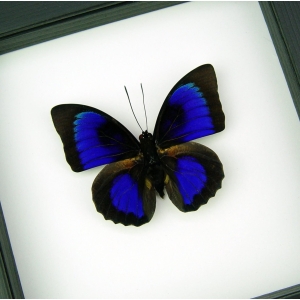 Rare Electric Blue Hybrid Butterfly Agrias beatifica lachaumei Prepona laertes Framed Classic Black Display