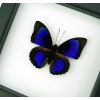 Rare Electric Blue Hybrid Butterfly Agrias beatifica lachaumei Prepona laertes Framed Classic Black Display ooak
