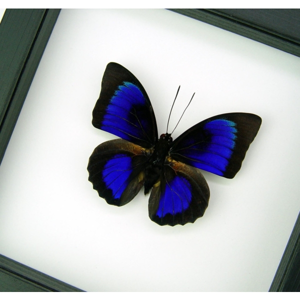 Rare Electric Blue Hybrid Butterfly Agrias beatifica lachaumei Prepona laertes Framed Classic Black Display ooak