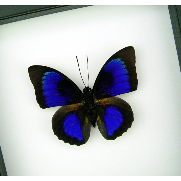 Rare Electric Blue Hybrid Butterfly Agrias beatifica lachaumei Prepona laertes Framed Classic Black Display ooak