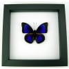 Rare Electric Blue Hybrid Butterfly Agrias beatifica lachaumei Prepona laertes Framed Classic Black Display ooak