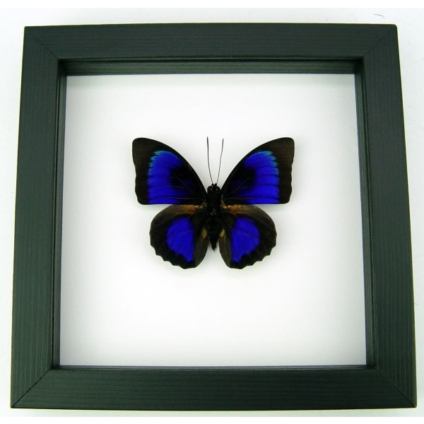 Rare Electric Blue Hybrid Butterfly Agrias beatifica lachaumei Prepona laertes Framed Classic Black Display ooak