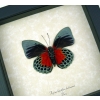 Rare Blood Red Butterfly Agrias beatifica lachaumei Verso Framed Peru Display