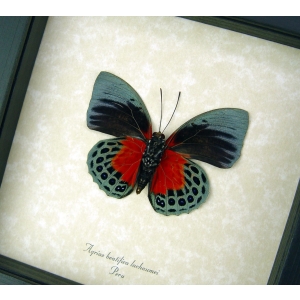 Rare Blood Red Butterfly Agrias beatifica lachaumei Verso Framed Peru Display