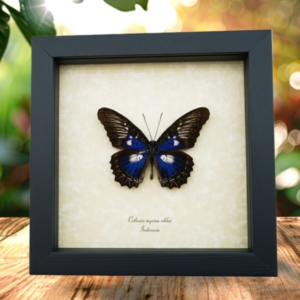 Rare Electric Blue Butterfly Cethosia myrina ribbei Framed Display Rare Electric Blue Butterfly Cethosia myrina ribbei Framed Display