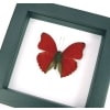 Real Framed Red Glider Butterfly Cymothoe sangaris Taxidermy Classic Black Display
