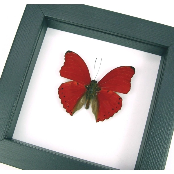 Real Framed Red Glider Butterfly Cymothoe sangaris Taxidermy Classic Black Display