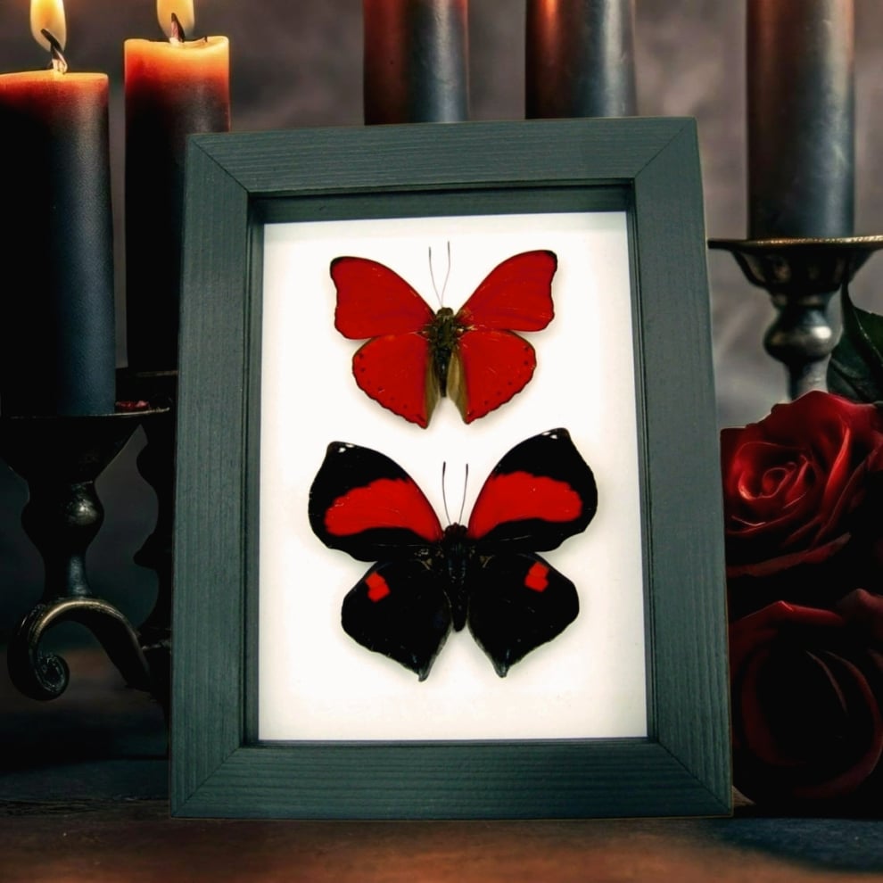 Red Heart Butterfly Set Real Framed Butterflies Taxidermy Classic Black Display