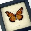 Southern Monarch Butterfly Framed Danaus erippus Male