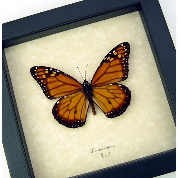 Southern Monarch Butterfly Framed Danaus erippus Male