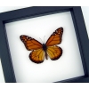 Southern Monarch Butterfly Framed Danaus erippus Male Classic Black Display