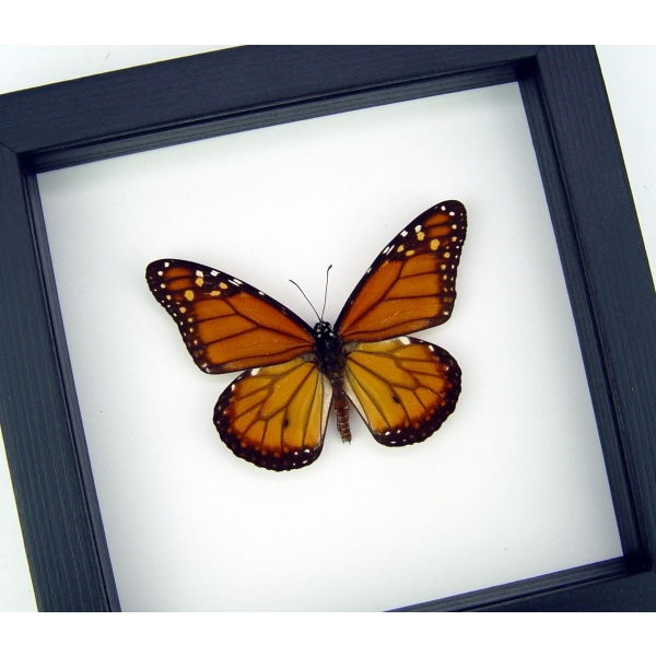 Southern Monarch Butterfly Framed Danaus erippus Male Classic Black Display