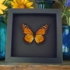 Southern Monarch Butterfly Framed Danaus erippus Male Moonlight Display