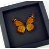 Southern Monarch Butterfly Framed Danaus erippus Male Moonlight Display