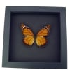 Southern Monarch Butterfly Framed Danaus erippus Male Moonlight Display