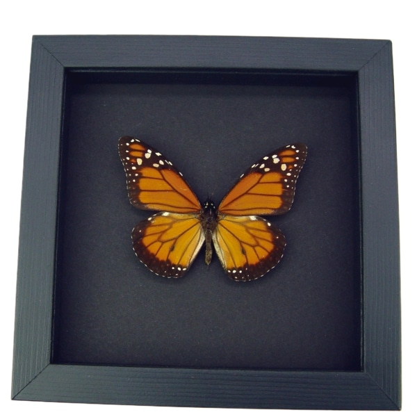 Southern Monarch Butterfly Framed Danaus erippus Male Moonlight Display
