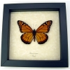 Southern Monarch Butterfly Framed Danaus erippus Male