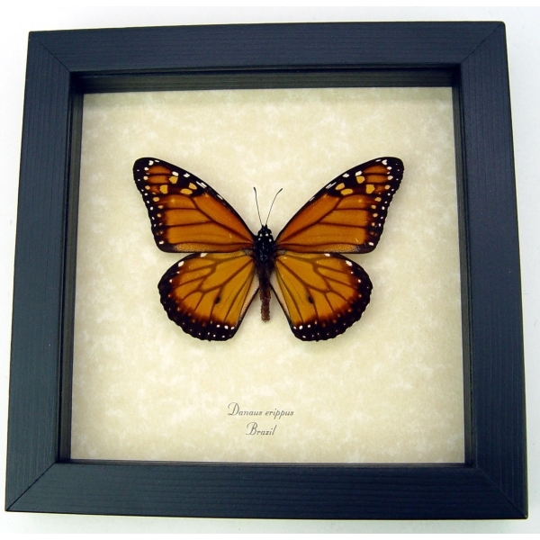 Southern Monarch Butterfly Framed Danaus erippus Male