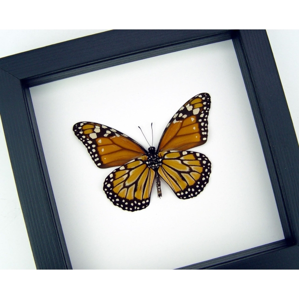 Southern Monarch Butterfly Framed Danaus erippus verso Male Classic Black Display