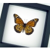 Southern Monarch Butterfly Framed Danaus erippus verso Male Classic Black Display