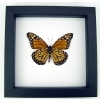 Southern Monarch Butterfly Framed Danaus erippus verso Male Classic Black Display