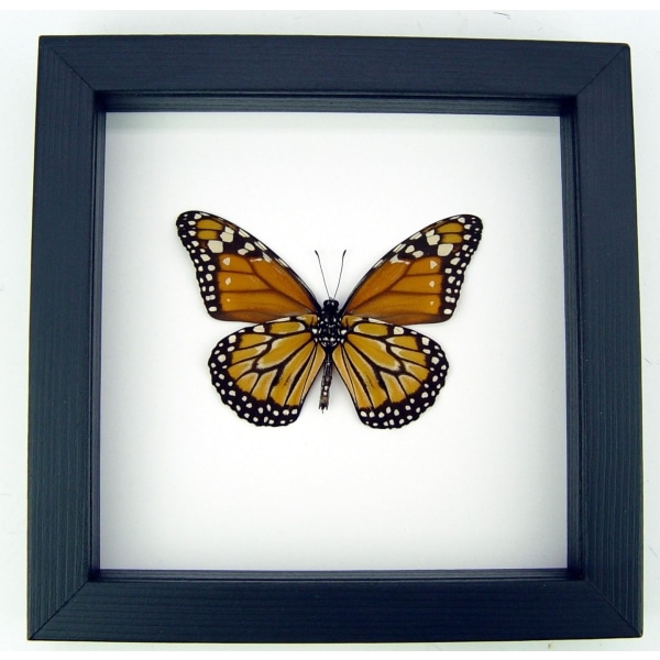 Southern Monarch Butterfly Framed Danaus erippus verso Male Classic Black Display