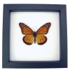 Southern Monarch Butterfly Framed Danaus erippus Male Classic Black Display